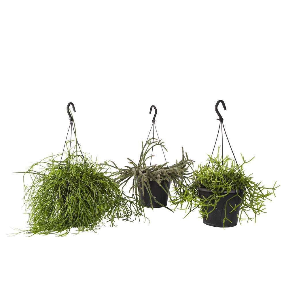 Rhipsalis Mix : Suspension D17cm