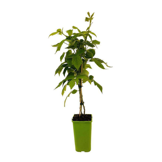 Framboisier 'Black Jewel' Bio - Pot De 1,5L