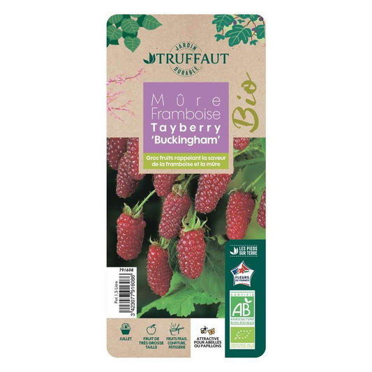 Mûrier Tayberry 'Buckingham' Bio : Pot De 1,5 Litres