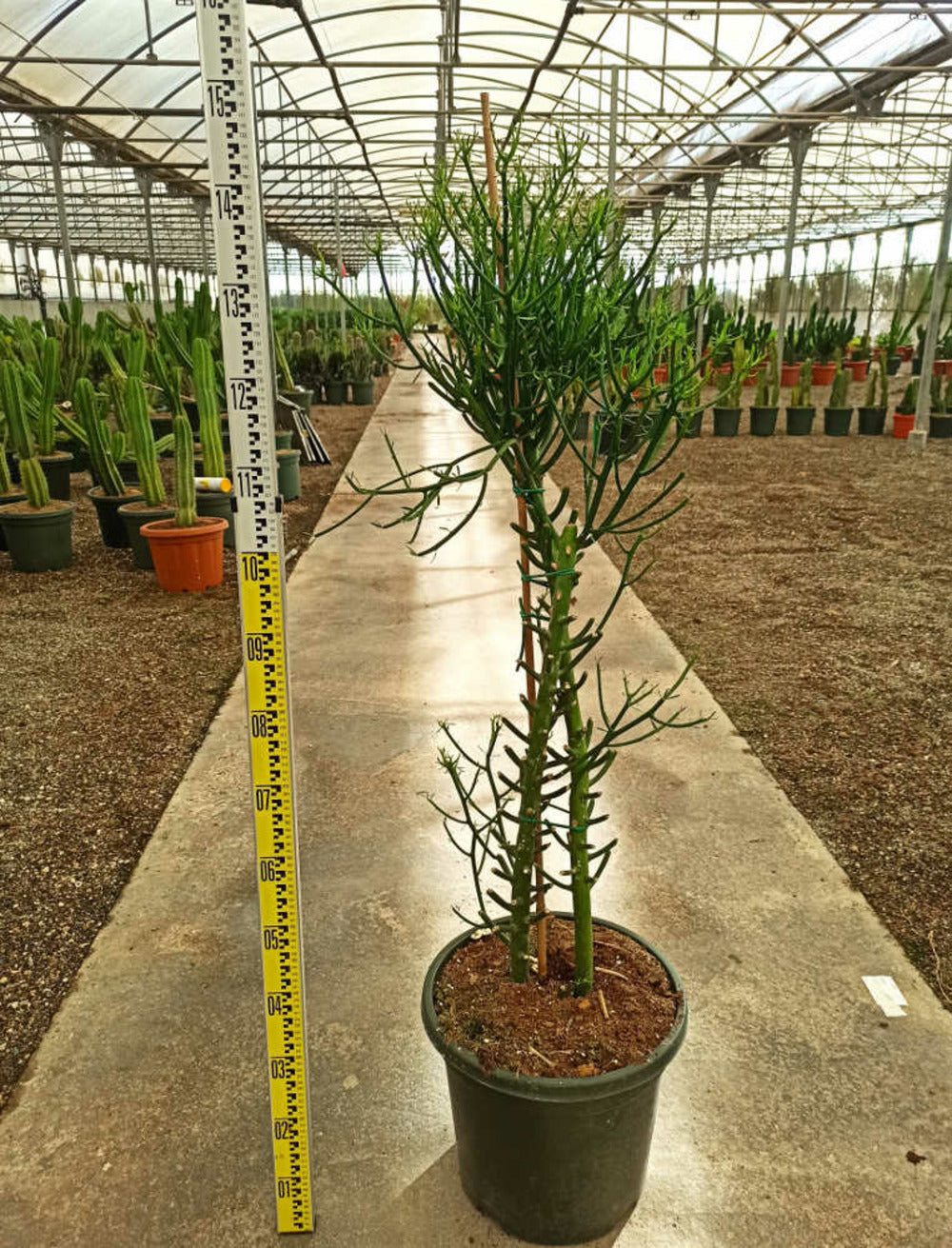 Euphorbia Tirucalli (cactus Crayon) Pot De 250l 200/250cm
