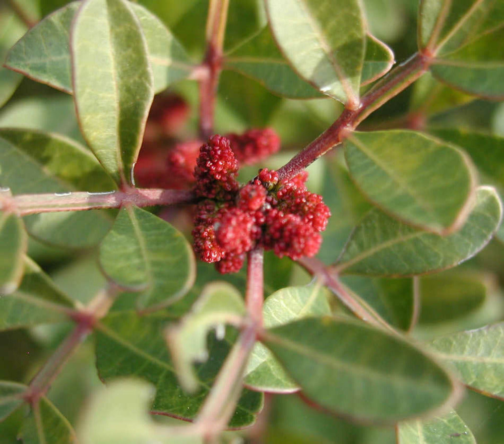 Pistacia Lentiscus Adulte (pistachier Lentisque, Arbre à Mastic) Pot De 250l 175/200cm