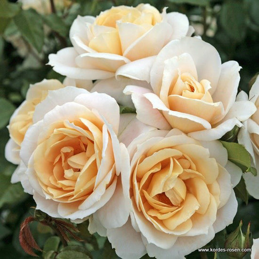 Kordes Rose Des Fées - Rosa 'lions - Rose'®
