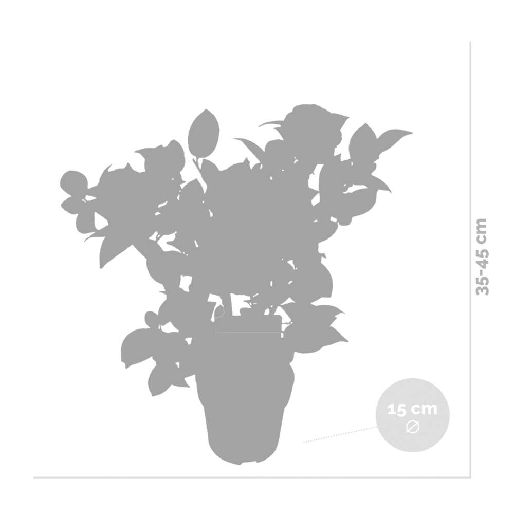 Camellia Japonica 'black Lace' - Rosier Du Japon - Buisson - Persistant - ⌀15 Cm - ↕30-35 Cm