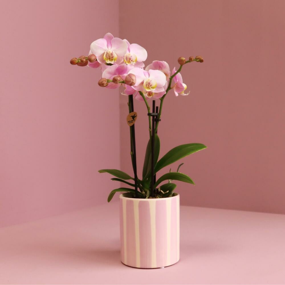 Kolibri Orchids Phalaenopsis Rose Orchidée Portugal + Painted Stripe Pot Rose - Taille Du Pot 9cm