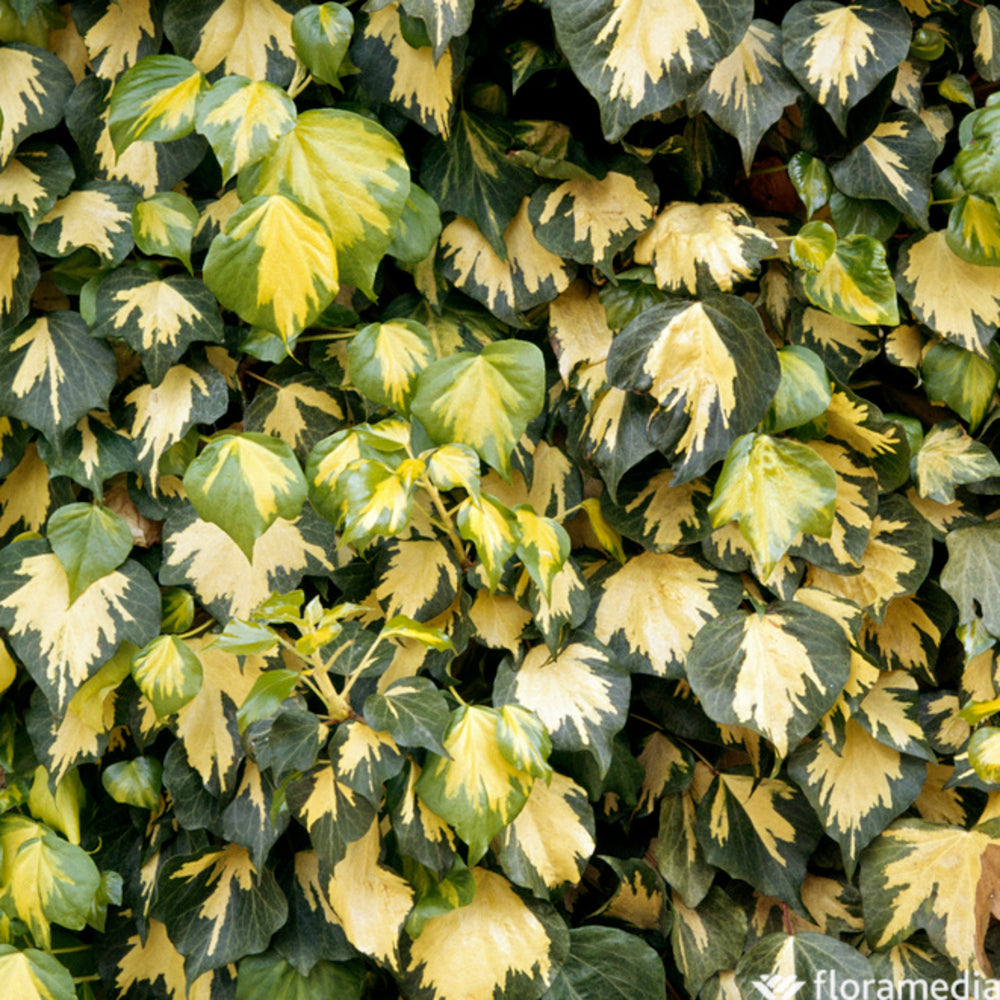 Lierre, Hedera En Pyramide, Variétés Variables : Pot 6L