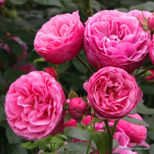 Kordes Rose Des Fées - Rosa 'pomponella'®