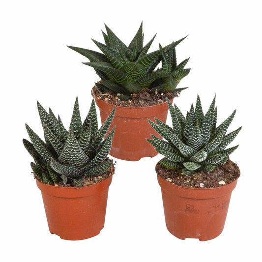 Mix De 3 Gasteria Et Haworthia H18cm