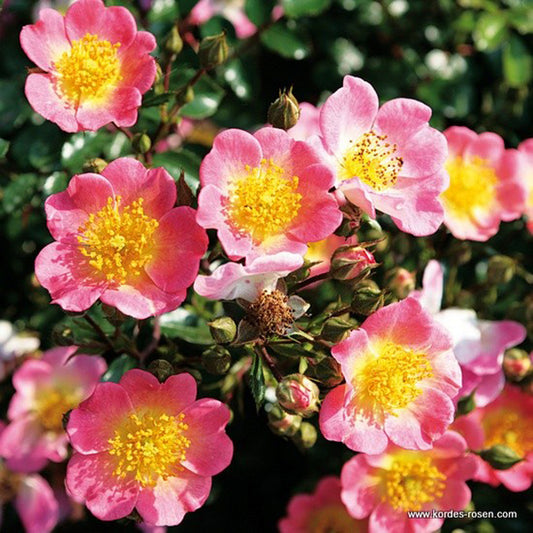 Kordes Nectar Rosier - Rosa 'topolina'