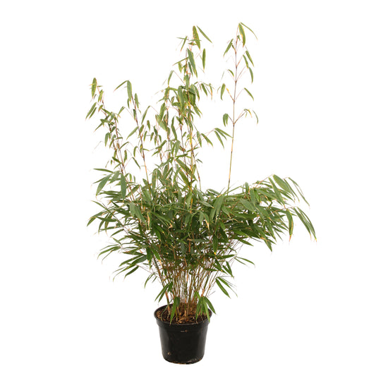 Bambou Non-traçant Fargesia Robusta 'Pingwu': Pot De 5 Litres