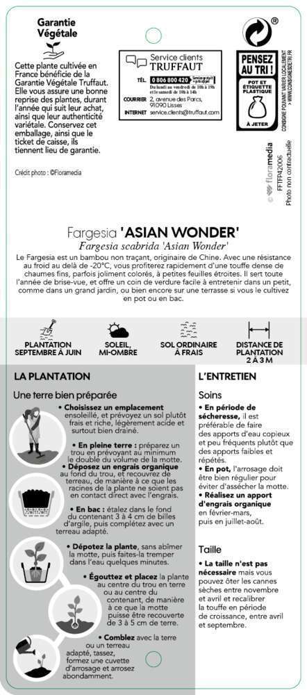 Bambou Non-traçant Fargesia Scabrida 'Asian Wonder': Pot De 5 Litres