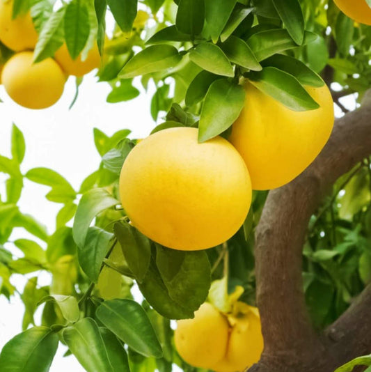 Agrumes Citrus X Paradisii Var. Amarillo (pamplemoussier Saveur équilibrée) Pot De 10 Litres ? 140/160 Cm