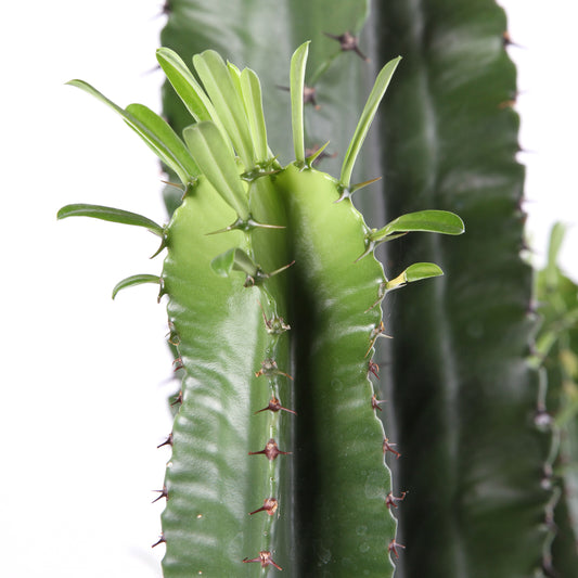 Euphorbe Erythrea H120cm : Pot Ø25cm