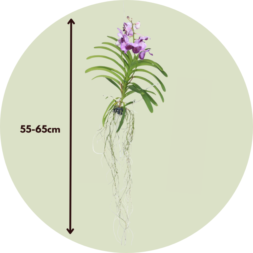 Orchidée - Vanda 'lila' - Hauteur 55-65cm