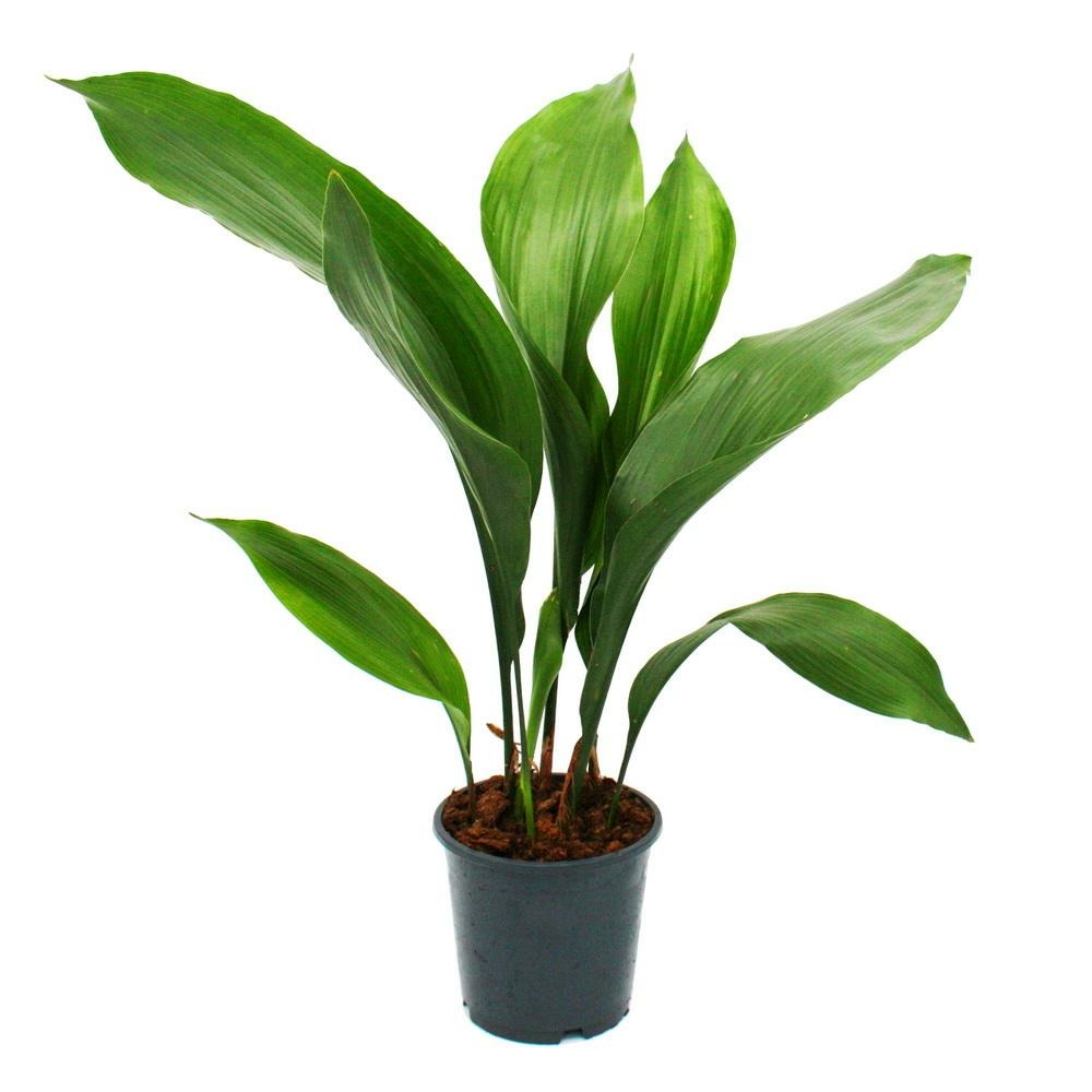 Palmier Cordonnier - Aspidistra Elatior - Plante D'intérieur - Pot 15cm