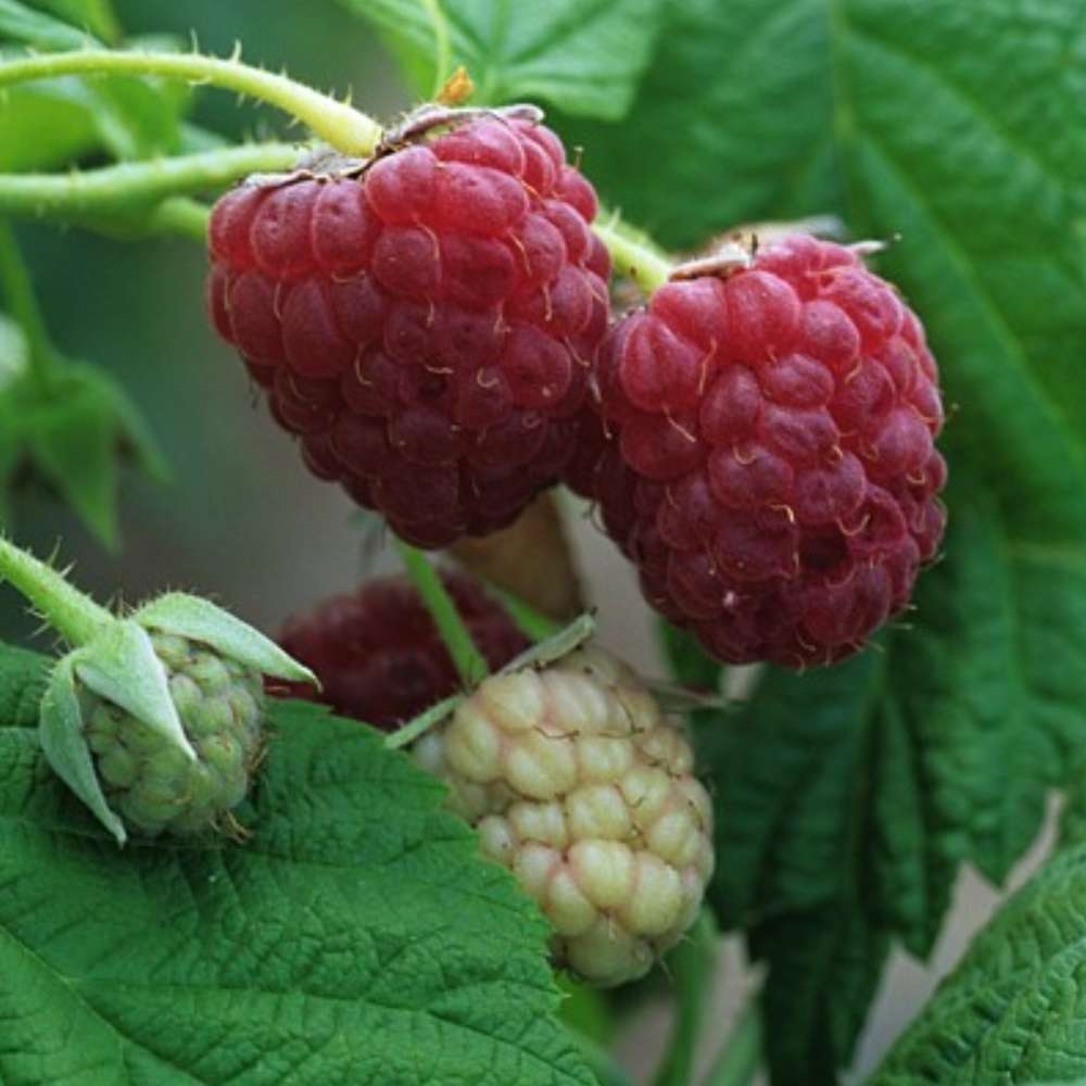 Framboisier 'Autumn Bliss' Bio - Pot De 1,5L