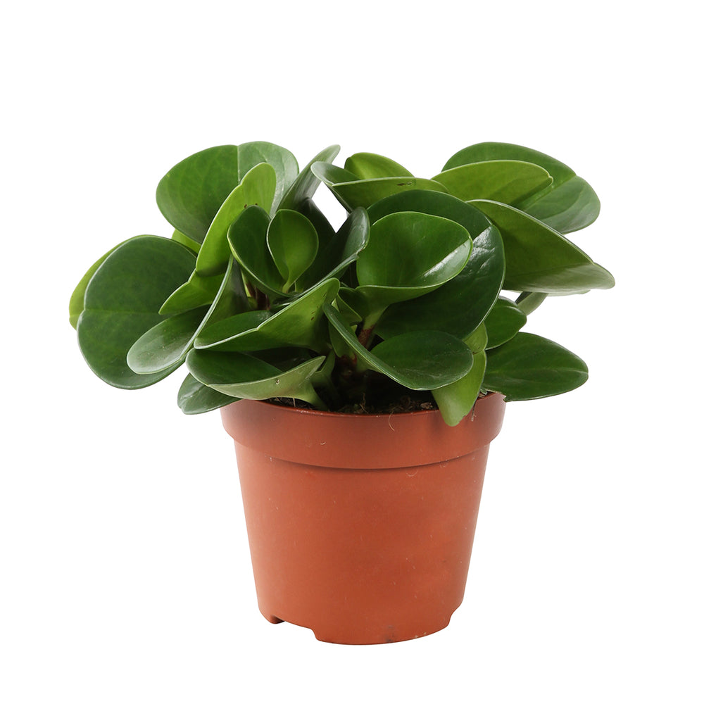 Peperomia 'Obtusifolia' Pot D 12 Cm
