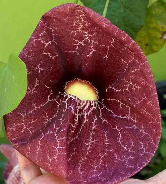 Aristolochia Gigantea (aristoloche) Pot De 3 Litres - 80/100 Cm - Couleur Floraison:violette Et Blanc