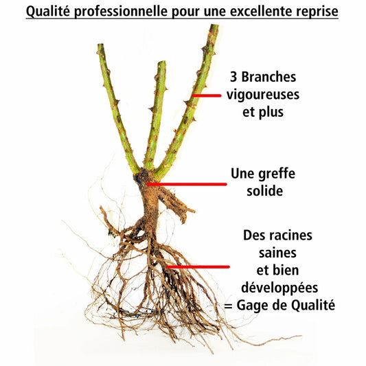 Rosier Anglais Charlie Ausgreen ® - La Pièce En Racine Nue / 3+ Branches