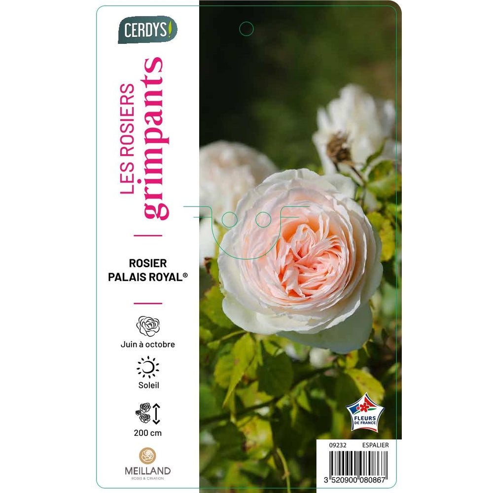 Rosier Grimpant Pierre Ronsard ® Sur Tipi : Pot 5L