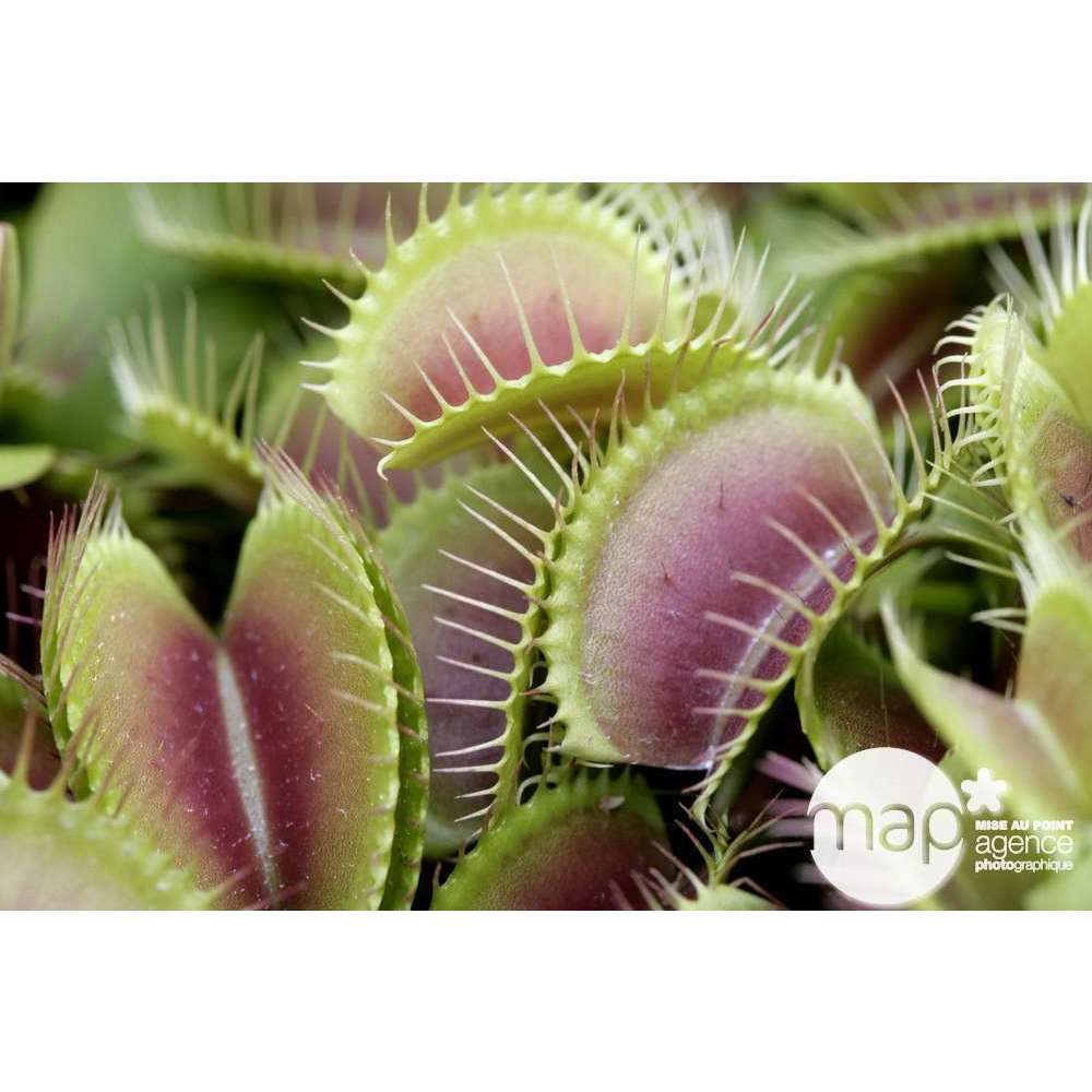Attrape-mouches : Ø12cm, Pot