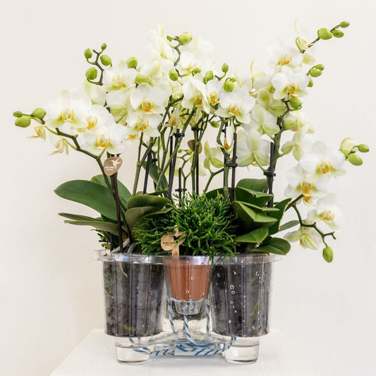 Set De 3 Orchidées Blanches Et 3 Rhipsalis Dans Un Panier En Coton Avec Réservoir D'eau