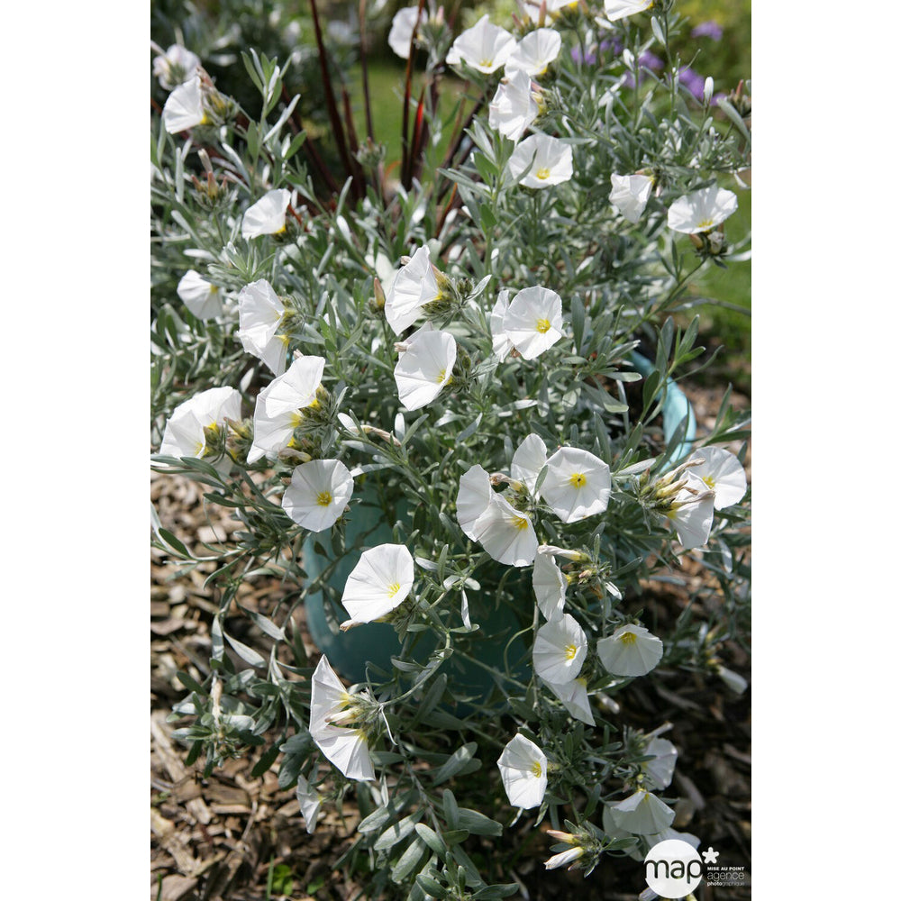 Convolvulus Cneorum : Pot De 3L