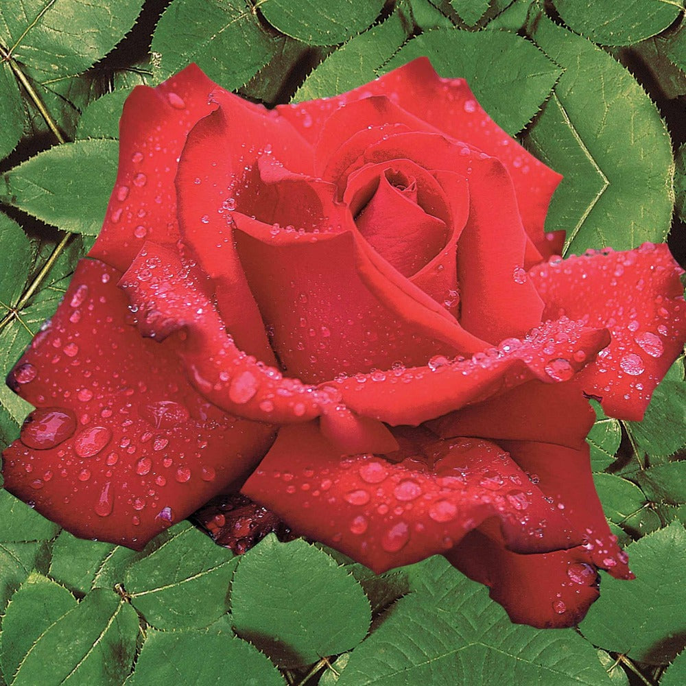 2 Rosiers Buissons Résistants Aux Maladies - Le Paquet De 2 Racines Nues / 3+ Branches