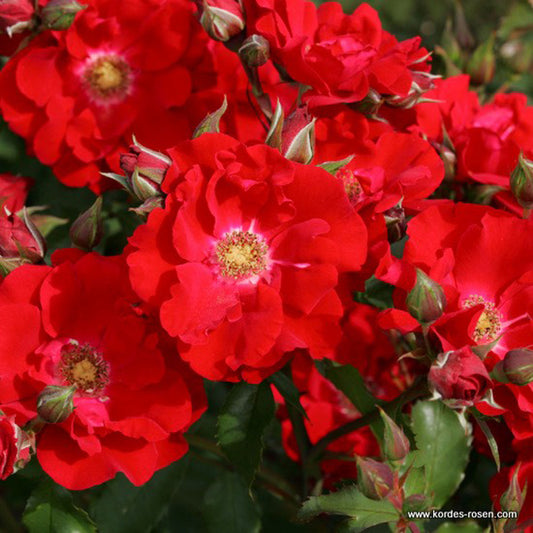 Kordes Eleganza® Rosier - Rosa 'roter Korsar'®