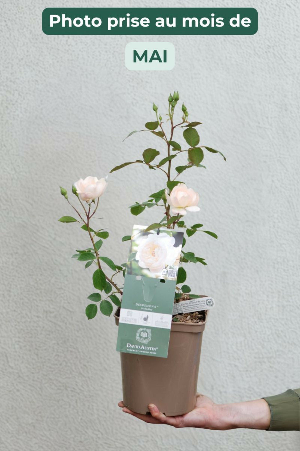 Rosier David Austin 'desdemona' ? - En Pot De 5 Litres