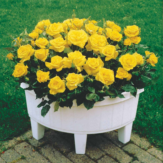 3 Mini-rosiers Randilla Jaune - Le Paquet De 3 Racines Nues / 3+ Branches