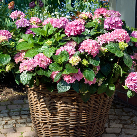 Hortensia - Set De 6 - Hydrangea Macrophylla 'early Pink' - H25-40cm - ⌀9cm