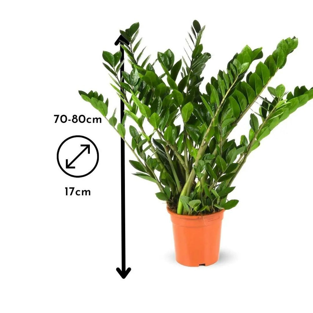 Zamioculcas Zamiifolia - Plante Zz - ↕ 70-80 Cm - ⌀ 17 Cm - Plante D'intérieur - Succulente