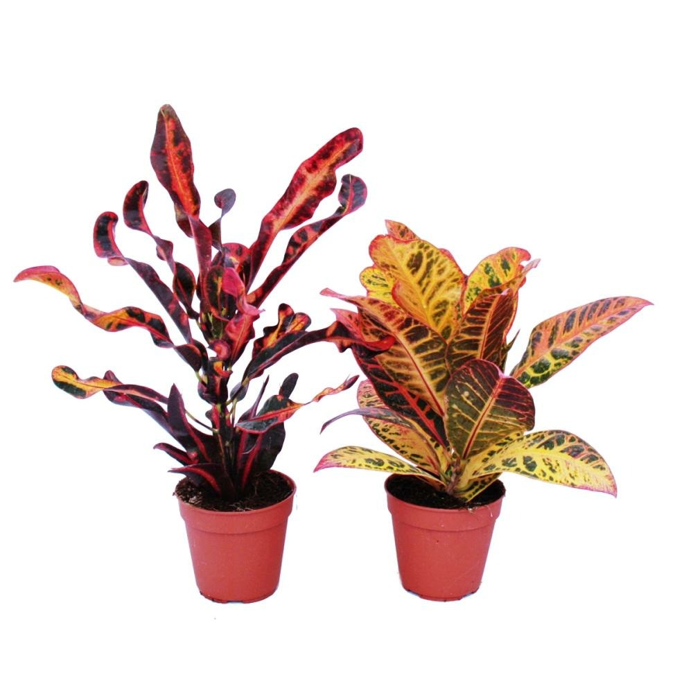 Lot De 2 Codiaeum Différents, Arbuste Miracle, 12cm