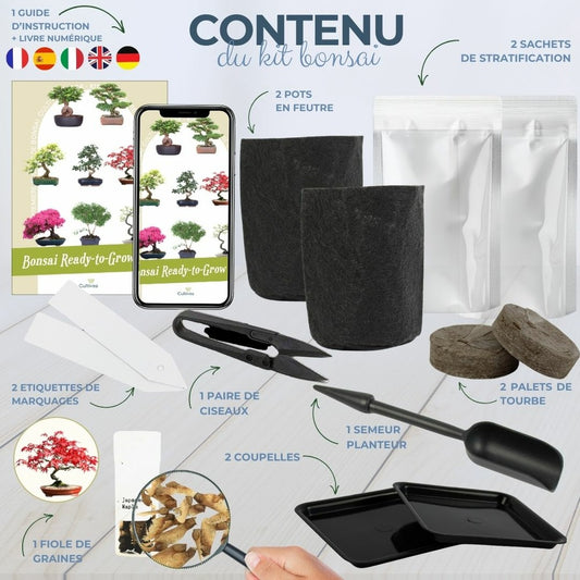 Cultivea- Kit First Bonsai Japanese Maple Avec Accesoires