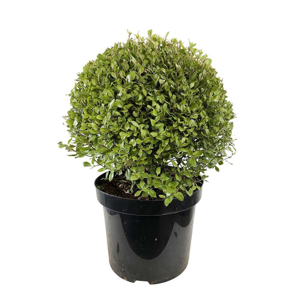 Pittosporum Tenuifolium 'Midget' Pot 7,5L
