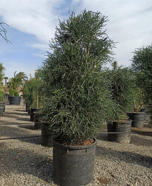 Euphorbia Tirucalli (cactus Crayon) Pot De 250l 200/250cm