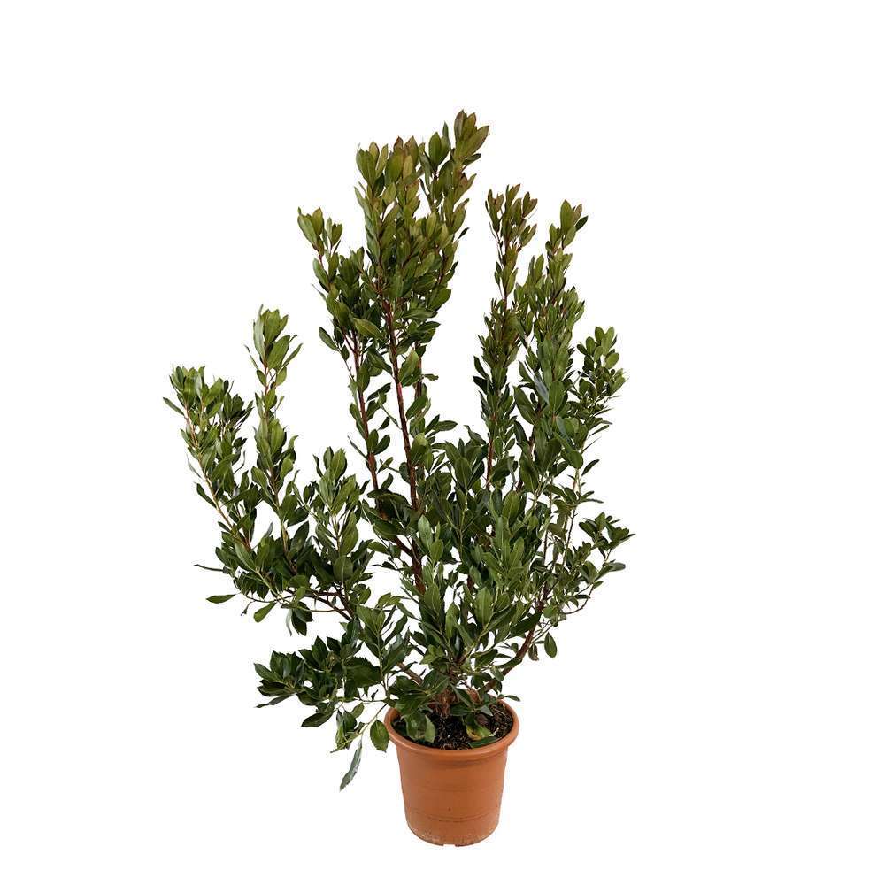 Arbustus Unedo Atlantic H.60/80 Cm : Pot 10 Litres