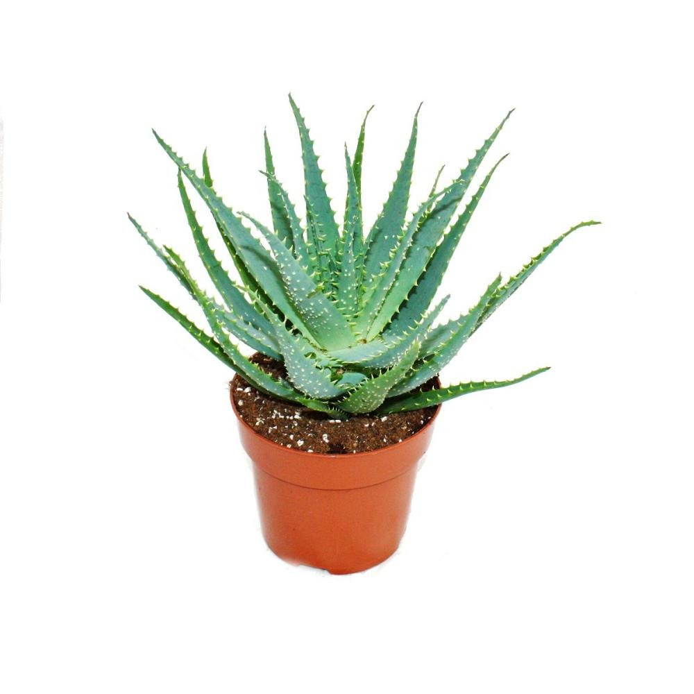 Aloe Aborescens Dans Un Pot De 19 Cm