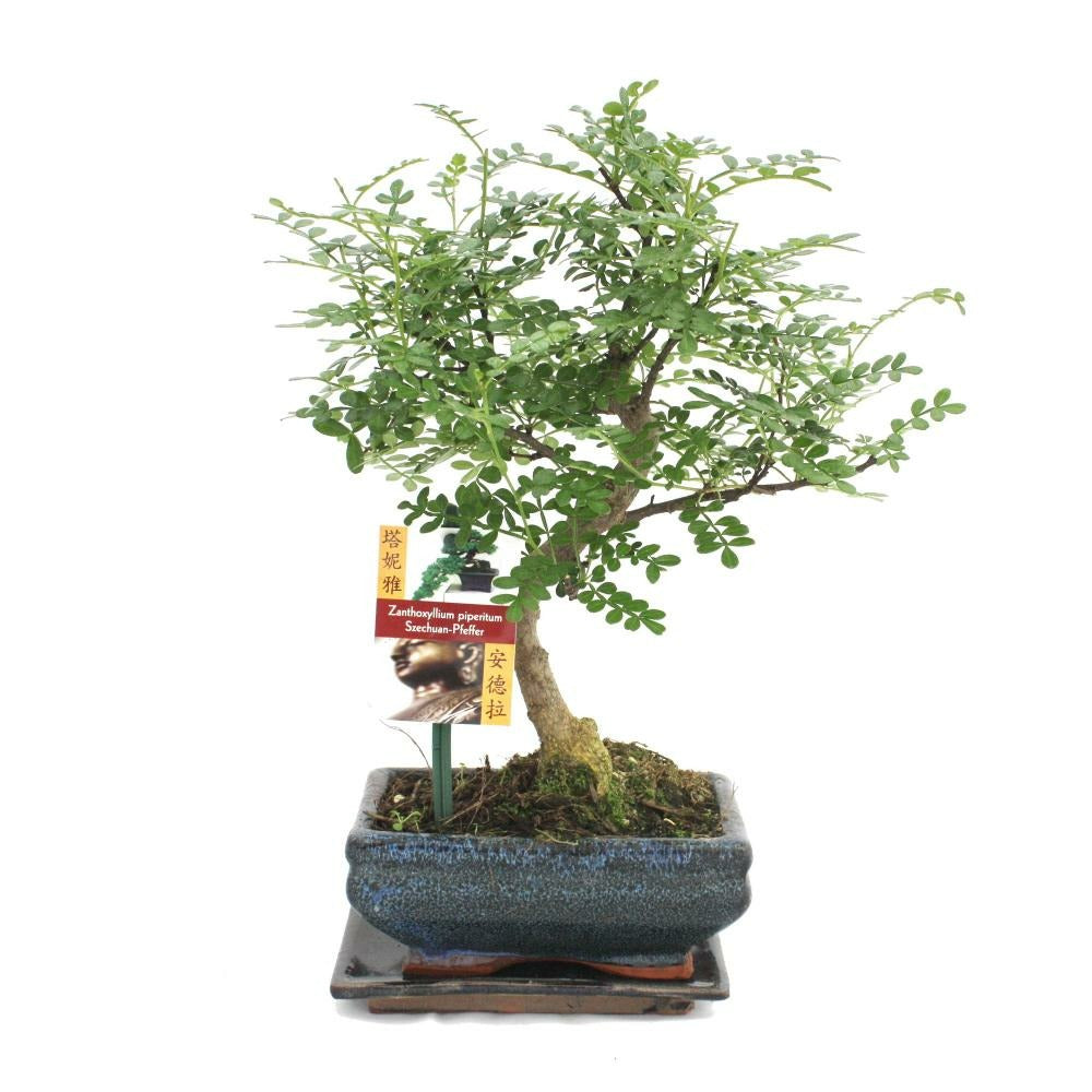 Poivre De Bonsaï Szechuan - Zanthoxylum Piperitum - Ca. 6 Ans