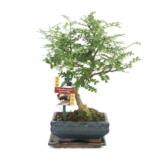 Poivre De Bonsaï Szechuan - Zanthoxylum Piperitum - Ca. 6 Ans