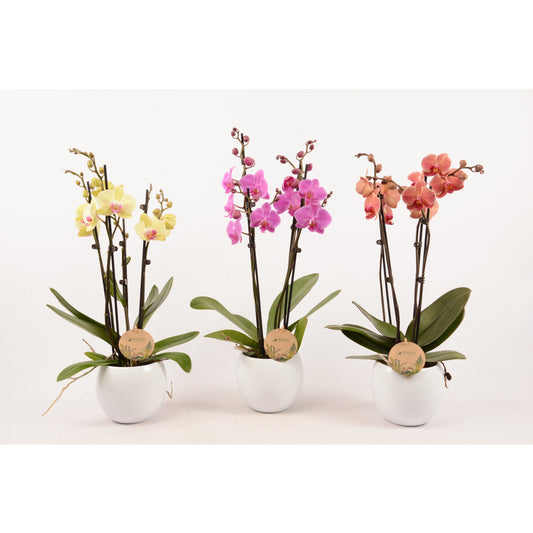 Phalaenopsis Varié:4 Tiges Truffaut H 60 Cm Pot D14 Cm