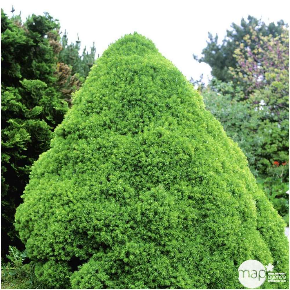 Sapinette Blanche (Picea Glauca) 'Conica' 50/60 : Pot 5L