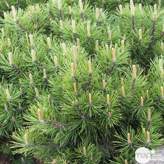 Pinus Mugo Pumilio H30/40cm : Pot 3L