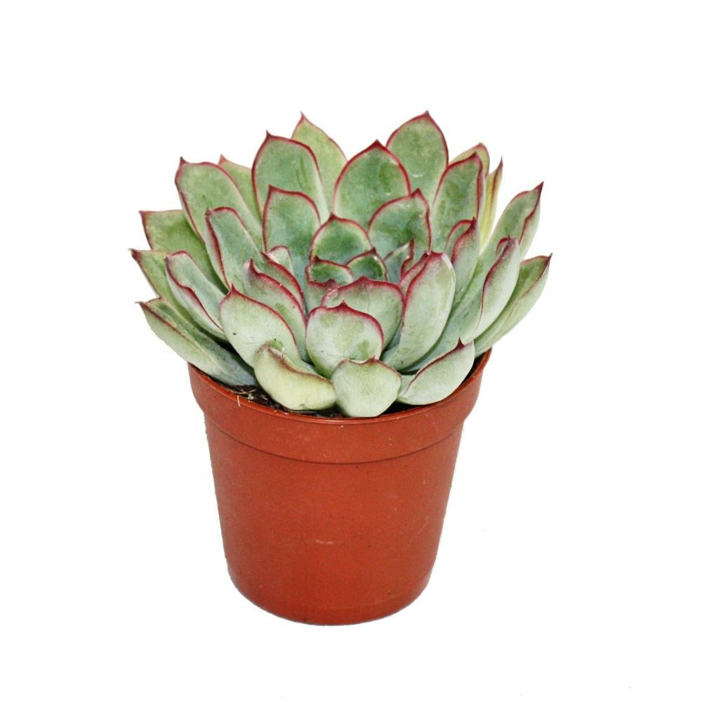 Echeveria Pulidonis - Petite Plante En Pot De 5,5cm