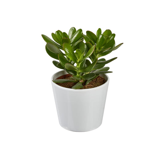 Succulentes Mix : Pot De Céramique De D.13 Cm