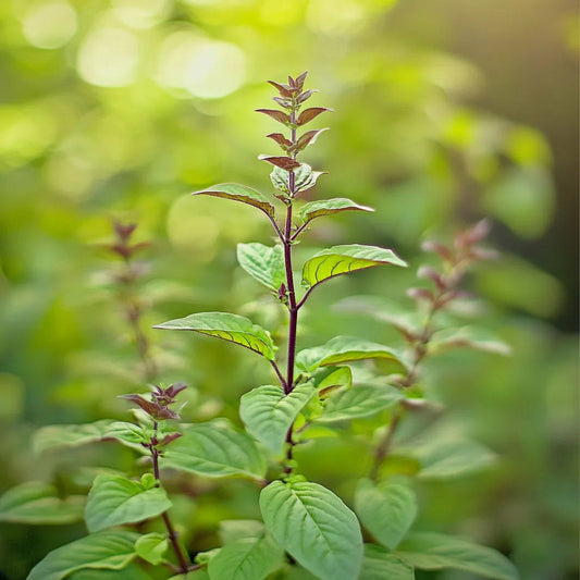 250 Graines De Basilic Sacré Tulsi - Semisauvage Permaculture