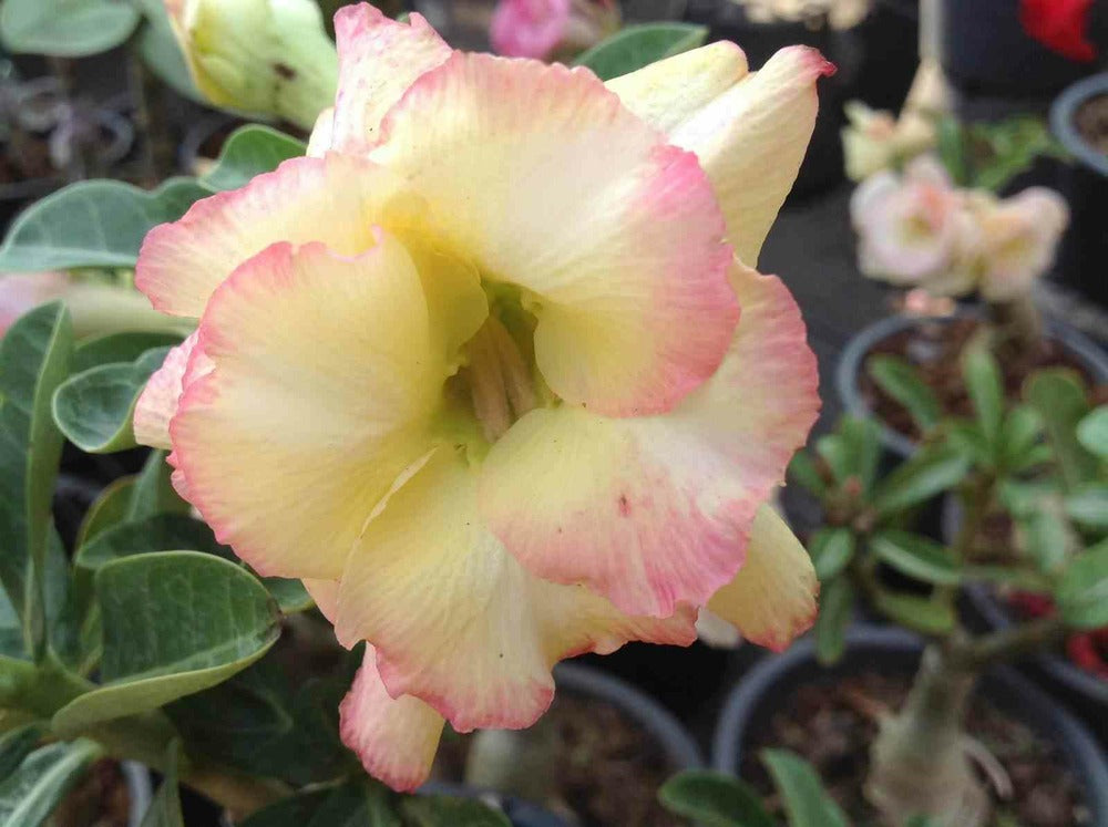 Adenium Obesum Cv.banburi Jaunerose - Caudex D'environ 300g 20/25cm