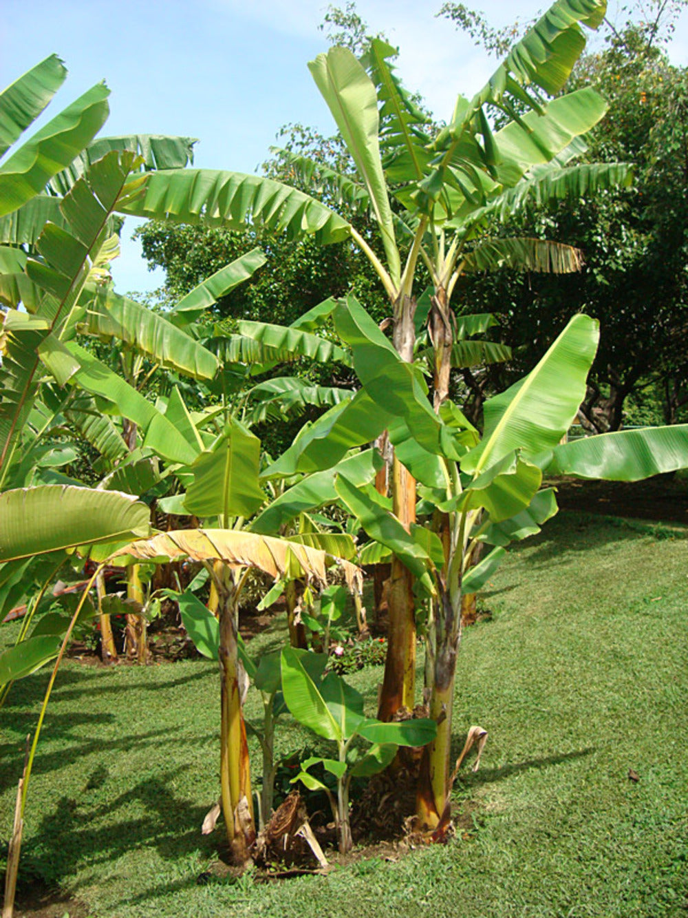 Bananier Musa Gran Nain Pot De 15 Litres ? 140/160 Cm