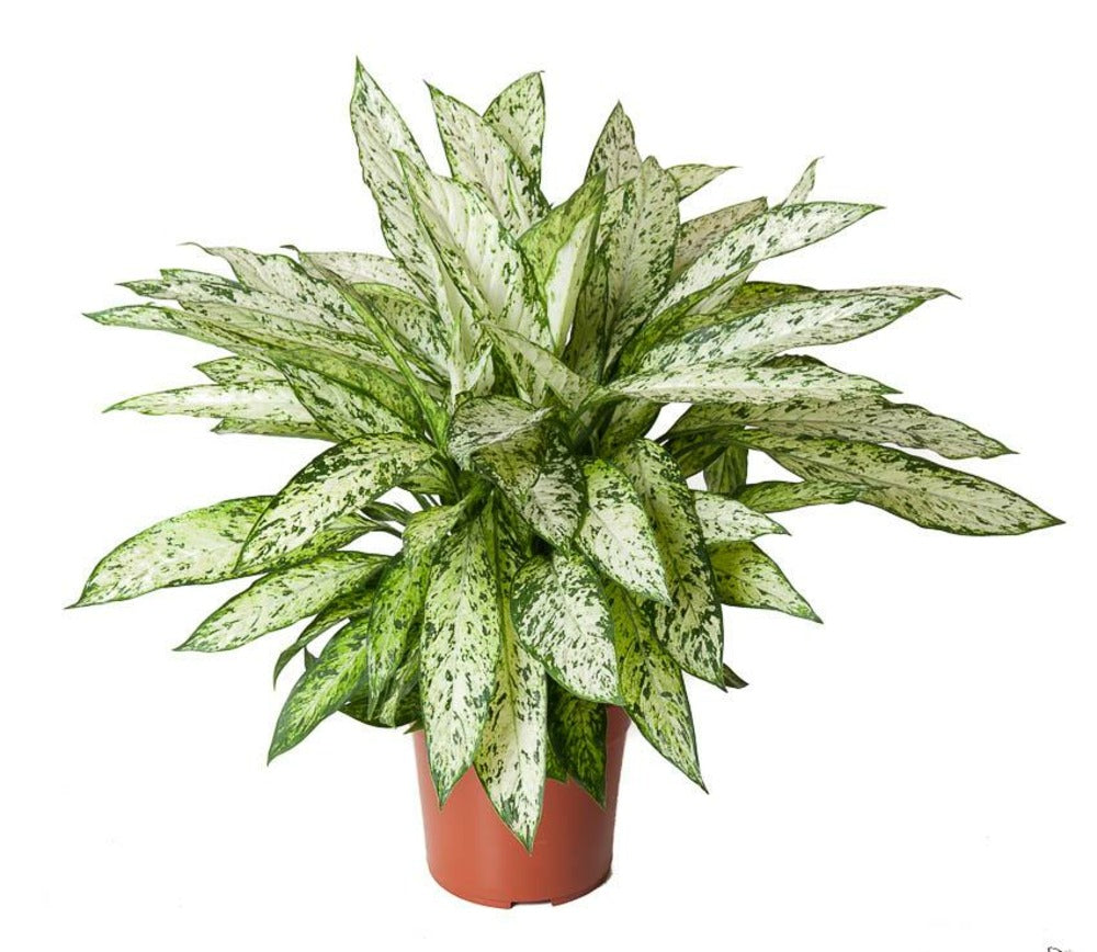 Dieffenbachia Vesuvius H80cm 80cm - Plante D'intérieur
