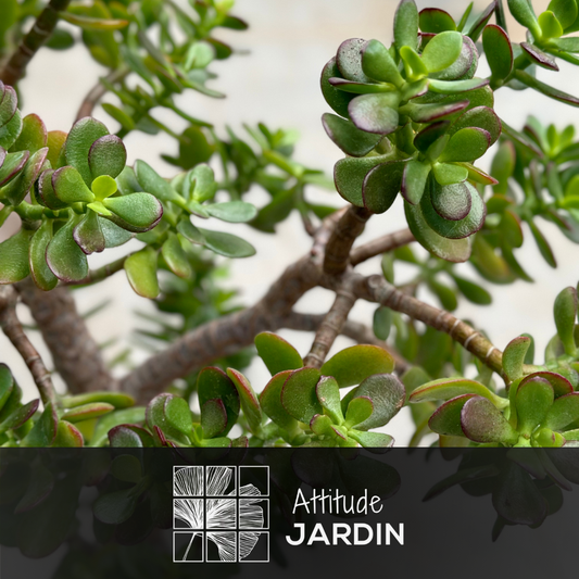 Crassula Ovata - Arbre De Jade - ↕ 80-90 Cm - ⌀ 30 Cm - Cactus Et Plantes Grasses